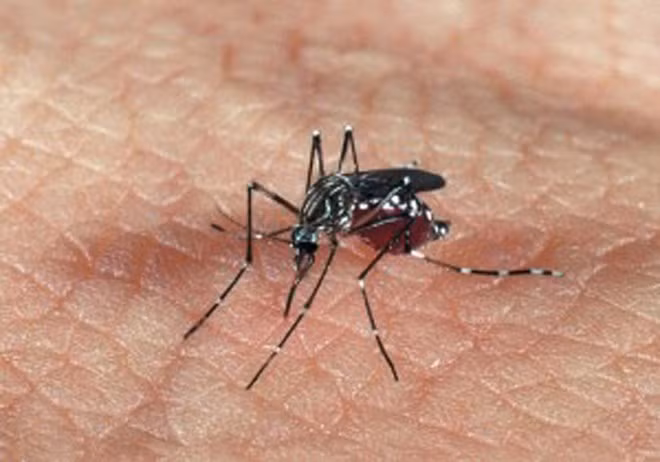 Declaran emergencia sanitaria por malaria en isla indonesia de Lombok ảnh 1 Declaran emergencia sanitaria por malaria en isla indonesia de Lombok ảnh 1