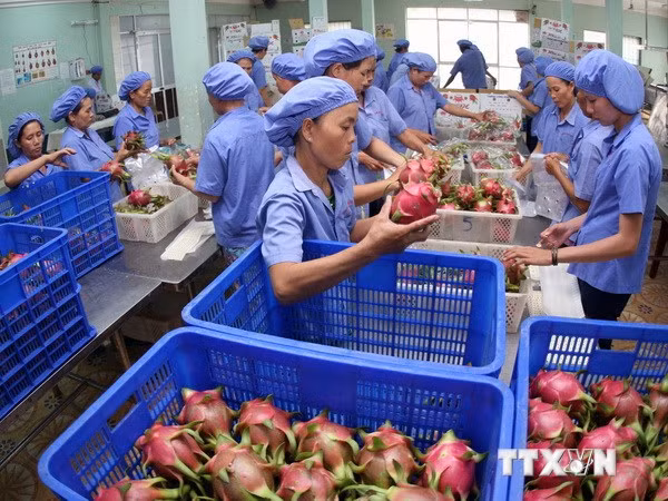 Exportaciones de frutas y verduras de Vietnam registran crecimiento récord ảnh 1