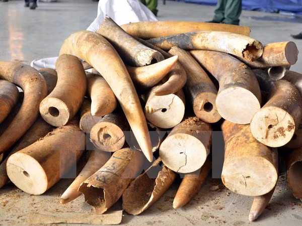 Aduanas descubren más de 700 kilogramos de colmillos de elefantes ảnh 1