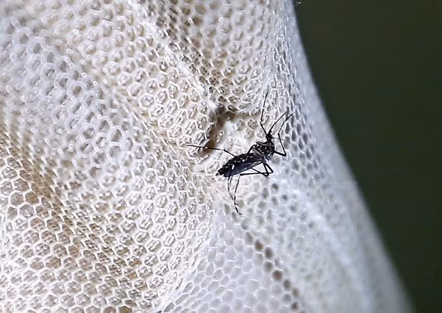 Filipinas: Creciente número de casos de infección de Zika ảnh 1