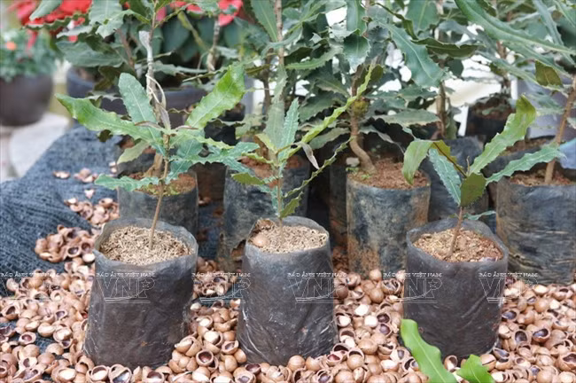 Devino cultivo de Macadamia en sector potencial de Vietnam ảnh 2