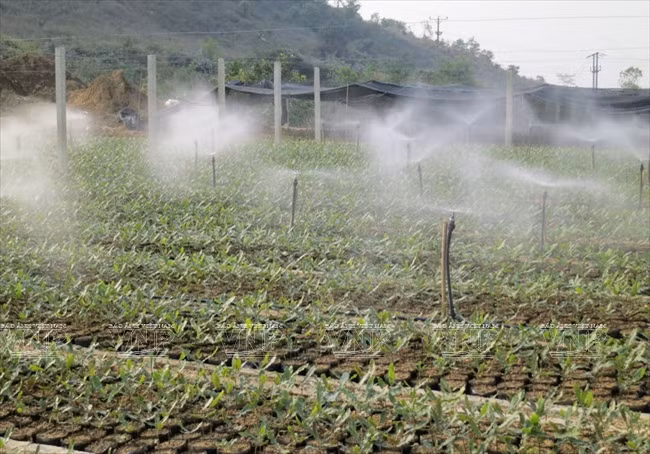 Devino cultivo de Macadamia en sector potencial de Vietnam ảnh 1