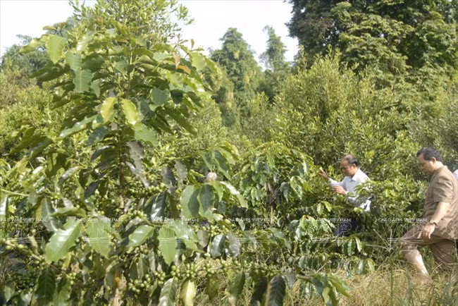 Devino cultivo de Macadamia en sector potencial de Vietnam ảnh 3