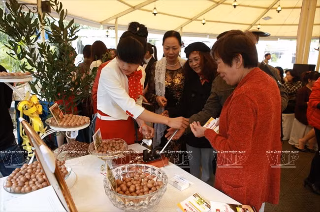 Devino cultivo de Macadamia en sector potencial de Vietnam ảnh 12