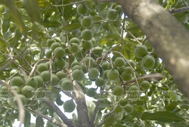 Devino cultivo de Macadamia en sector potencial de Vietnam ảnh 4