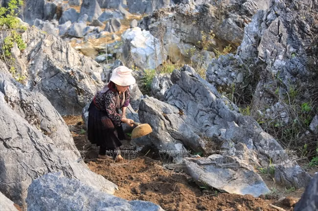 Meseta rocosa Tua Chua: belleza representativa de Dien Bien ảnh 6