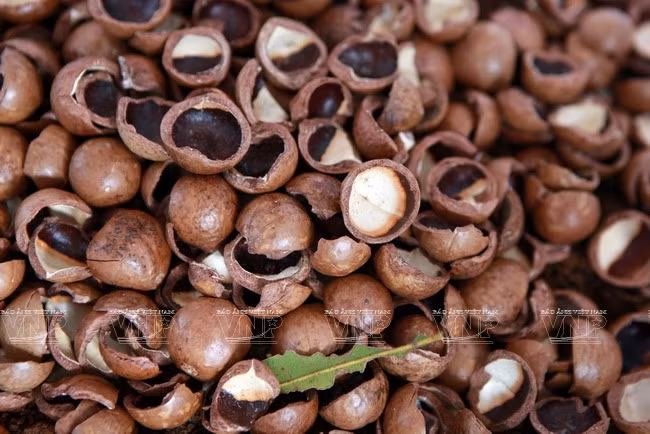 Devino cultivo de Macadamia en sector potencial de Vietnam ảnh 6