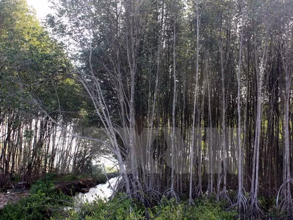 Asistencia japonesa a provincia vietnamita en desarrollo forestal sostenible ảnh 1