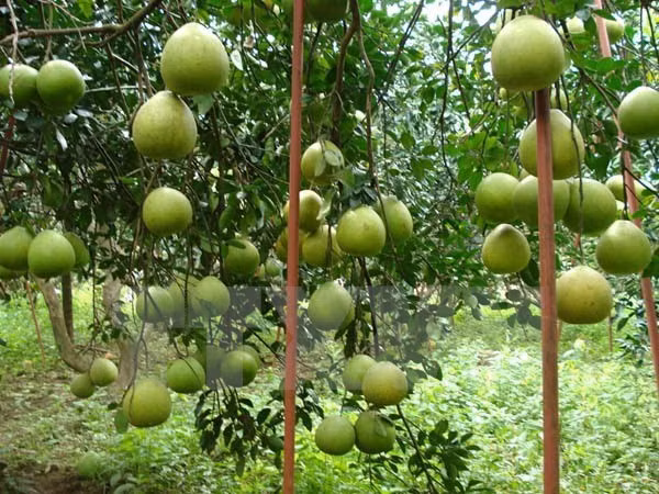 Pomelos de Tan Trieu afianzan posición en mercado nacional e internacional ảnh 1 Pomelos de Tan Trieu afianzan posición en mercado nacional e internacional ảnh 1