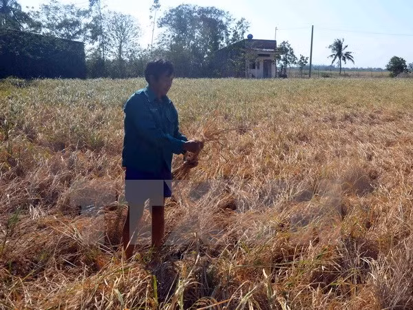 Cooperan Vietnam y Alemania para estudiar soluciones a problemas climáticos ảnh 1