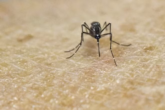 Hanoi refuerza acciones contra la penetración del virus Zika ảnh 1