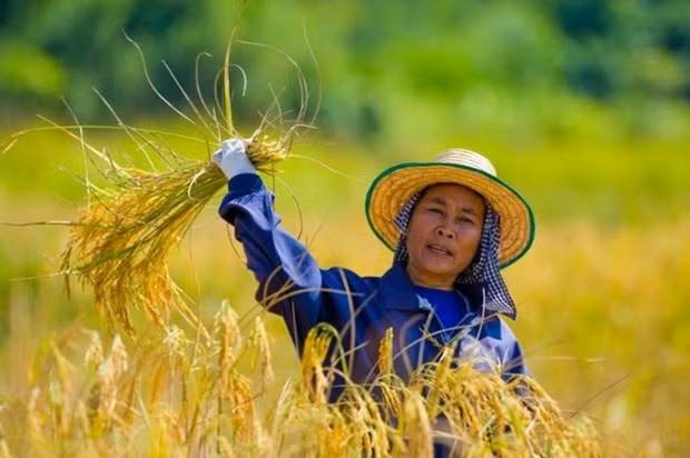 Recomiendan a agricultores tailandeses reducir cultivos de arroz por impactos de El Niño ảnh 1