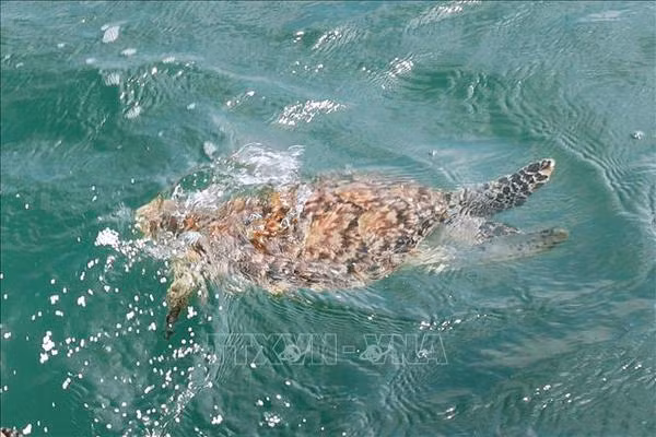 Liberan al hábitat natural valiosa especie de tortuga ảnh 1