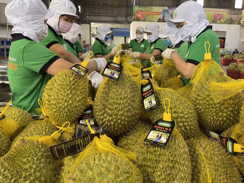 Exportaciones vietnamitas de durián aumentarán ảnh 1