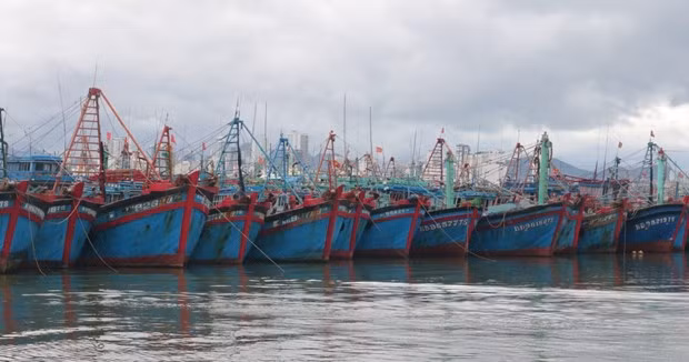 Provincia central de Binh Thuan continúa lucha contra la pesca ilegal ảnh 1 Provincia central de Binh Thuan continúa lucha contra la pesca ilegal ảnh 1
