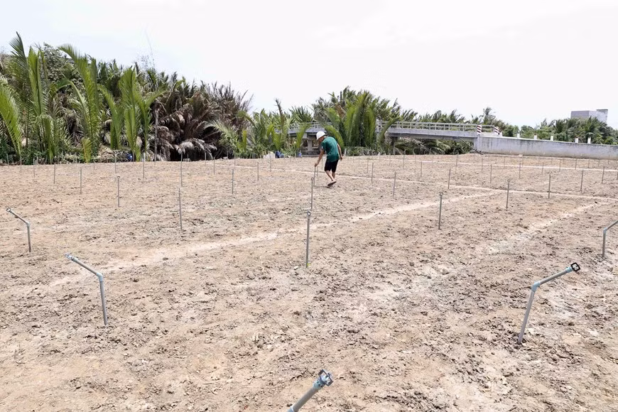 [Foto] Delta del Mekong enfrenta severa sequía ảnh 1