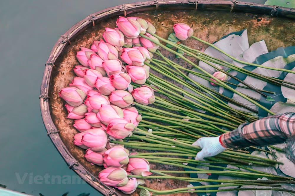 [Foto] Descubre elaboración de té con aroma de flor de loto ảnh 2