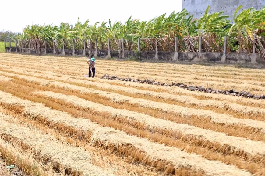 [Foto] Delta del Mekong enfrenta severa sequía ảnh 4