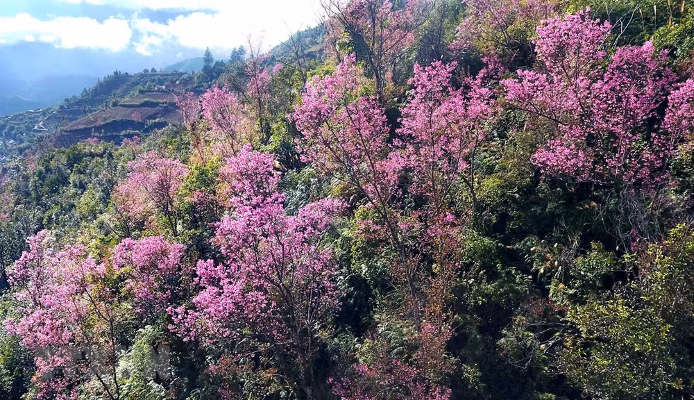 [Foto] Belleza de Mu Cang Chai en la primavera ảnh 2