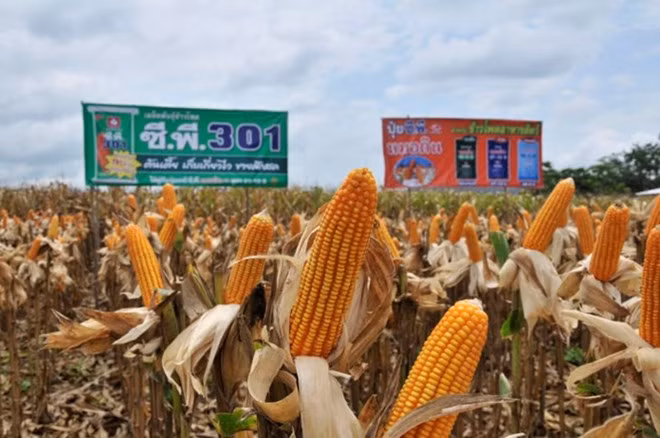 Mantiene Tailandia su lugar como mayor exportador de maíz dulce en el mundo ảnh 1 Mantiene Tailandia su lugar como mayor exportador de maíz dulce en el mundo ảnh 1
