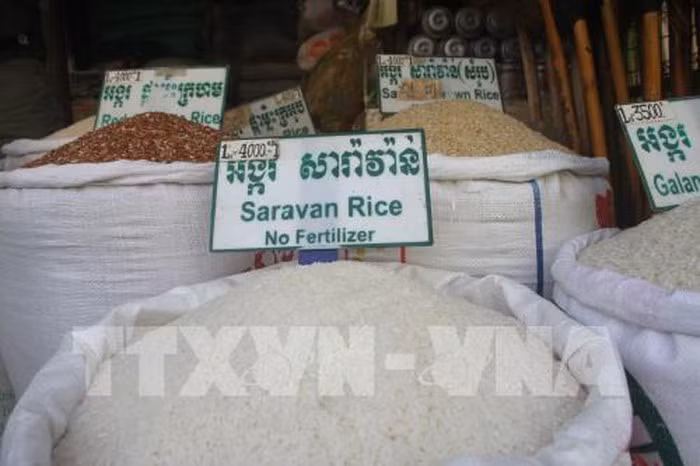 Prevé China importar 400 mil toneladas de arroz de Camboya ảnh 1
