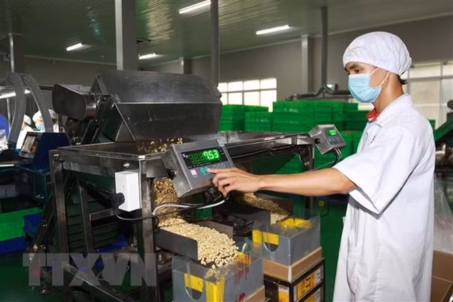 Industria de bebidas y procesamiento alimentario de Vietnam sigue tendencia alcista ảnh 1
