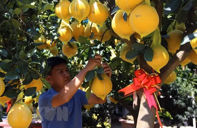 Pomelo Dien: especialidad de Hanoi ảnh 1