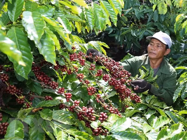 Asistencia financiera para construcción de diques en provincia vietnamita ảnh 1 Asistencia financiera para construcción de diques en provincia vietnamita ảnh 1