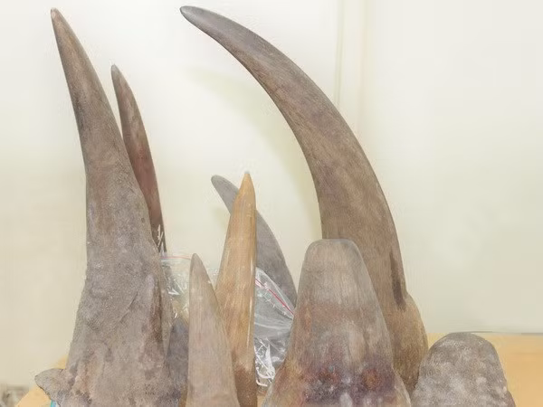 Exhortan a reforzar lucha contra contrabando de animales silvestres en Vietnam ảnh 1 Exhortan a reforzar lucha contra contrabando de animales silvestres en Vietnam ảnh 1