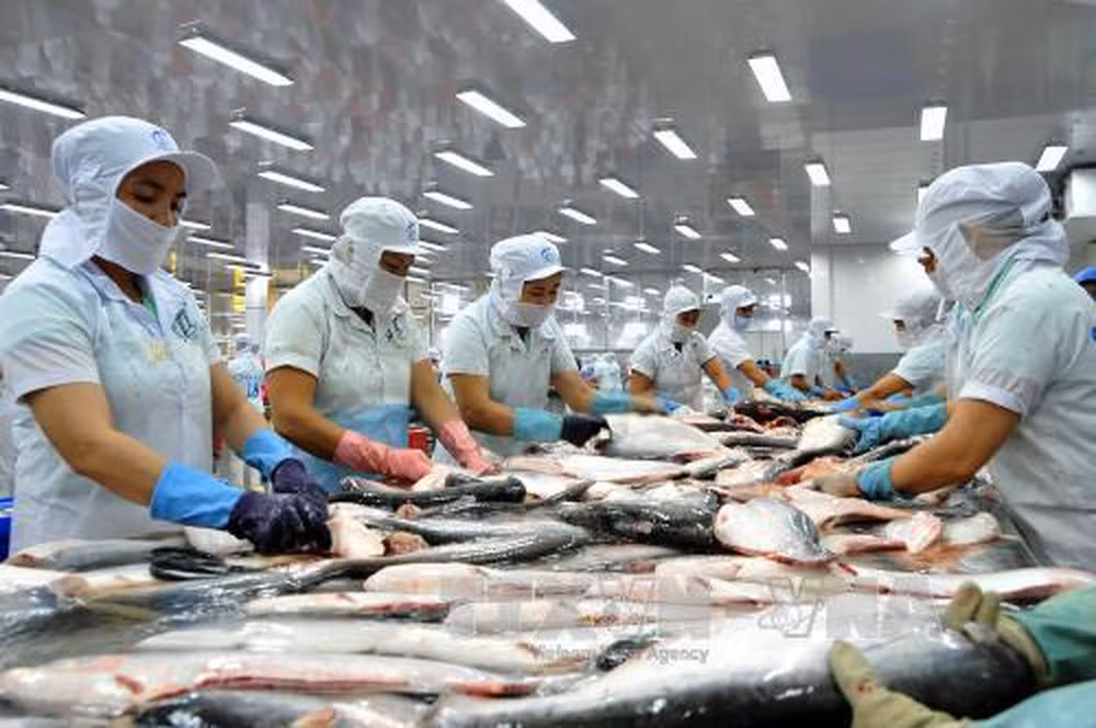 Vietnam, mayor exportador mundial del pescado Tra ảnh 1