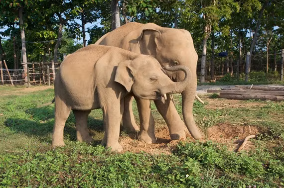 Animals Asia ofrecerá 60 mil dólares a Vietnam para proteger a elefantes ảnh 1 Animals Asia ofrecerá 60 mil dólares a Vietnam para proteger a elefantes ảnh 1