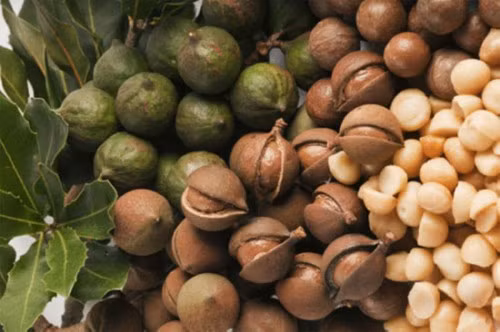 Impulsan cooperación asociaciones de macadamia de Vietnam y Australia ảnh 1