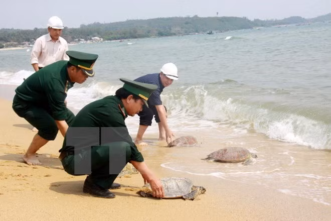 Interceptan carga ilícita de tortugas en provincia survietnamita ảnh 1