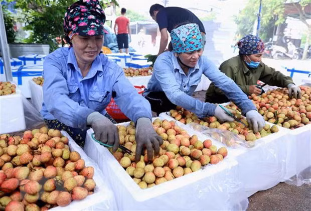 Ponen a la venta lichi Thanh Ha de Vietnam en plataforma de e-comercio ảnh 1