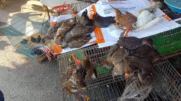Vietnam por prevenir comercio ilegal de animales silvestres en medio del COVID-19 ảnh 1