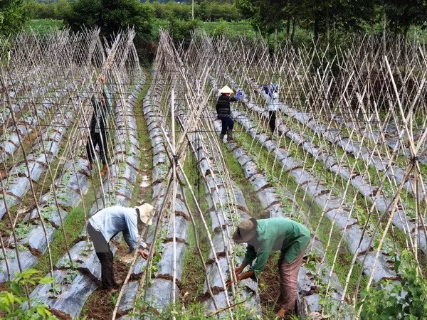 Estimulan en Vietnam desarrollo de economía colectiva y cooperativa ảnh 1