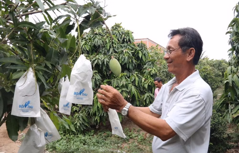 Vietnam, decimotercer productor de mango del mundo ảnh 1