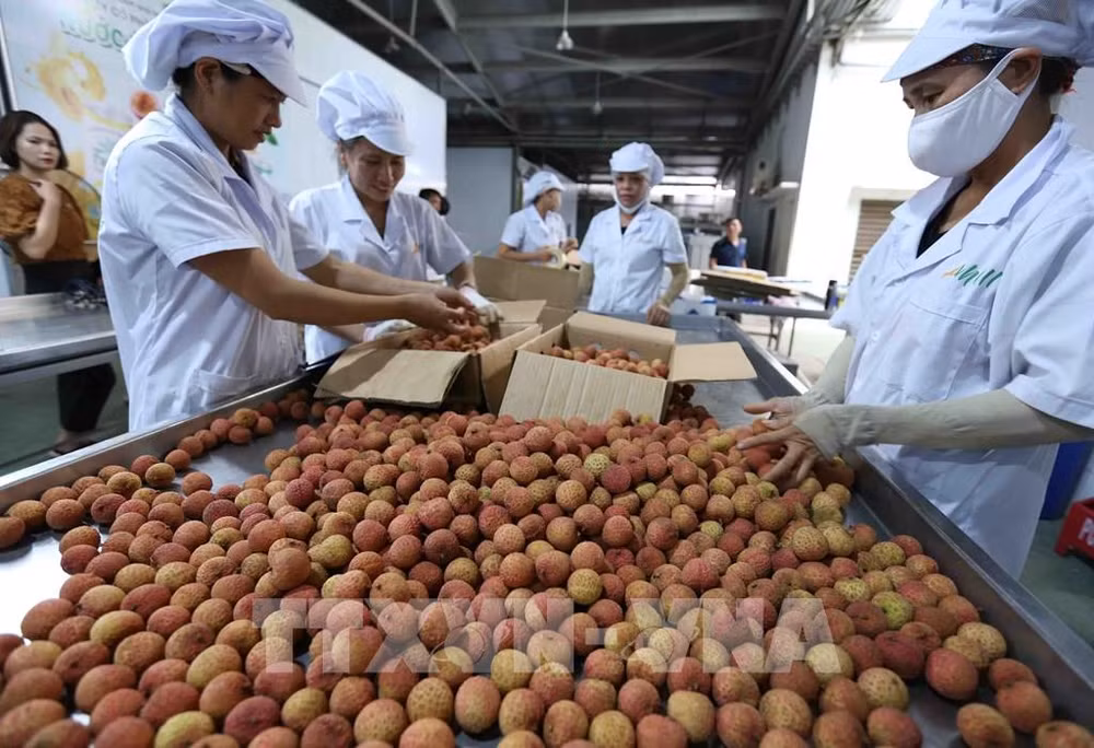 Valor de exportaciones de Vietnam aumenta 30,7 por ciento en cinco meses ảnh 1 Valor de exportaciones de Vietnam aumenta 30,7 por ciento en cinco meses ảnh 1