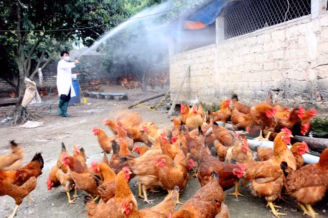 Vietnam intensifica labores preventivas contra epidemia aviar ảnh 1 Vietnam intensifica labores preventivas contra epidemia aviar ảnh 1