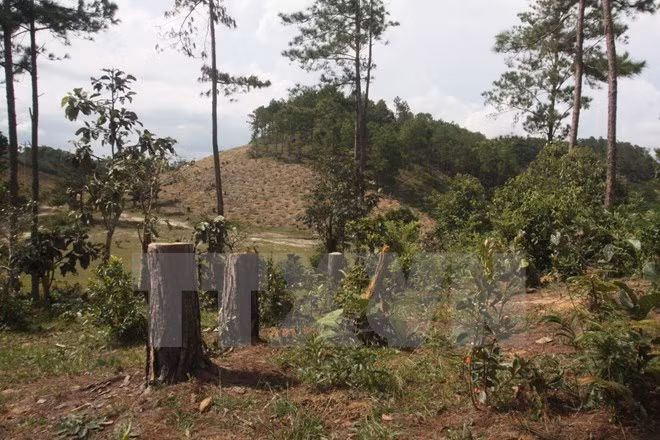 Revisan aplicación del sistema informativo de gestión forestal ảnh 1