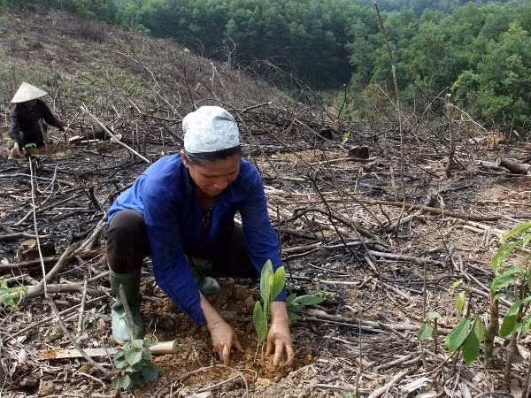 Vietnam: Proyecto forestal beneficiará a millones de personas de minorías étnicas ảnh 1