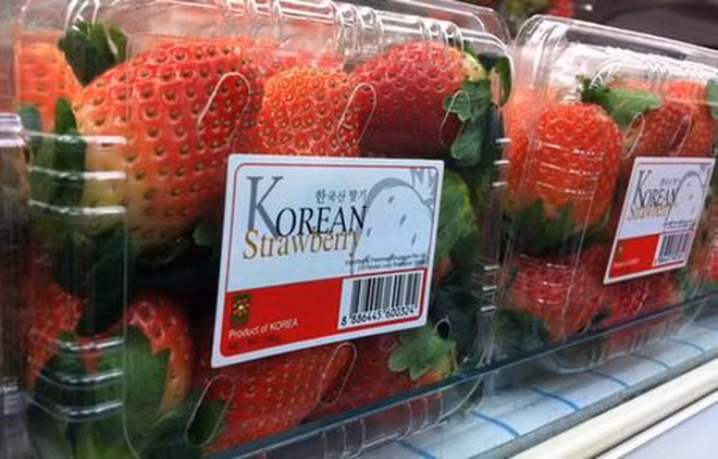 Vietnam importará fresas sudcoreanas ảnh 1 Vietnam importará fresas sudcoreanas ảnh 1