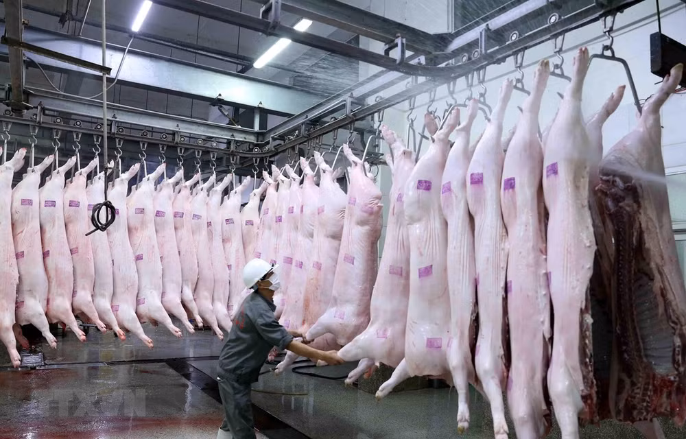 Vietnam pondrá en funcionamiento primer matadero porcino en el norte ảnh 1
