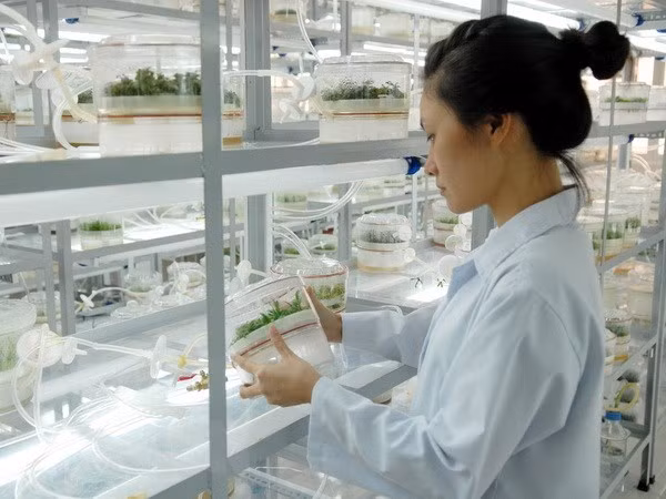 Emite Vietnam plan de desarrollo de ciencia y tecnología para impulsar la economía ảnh 1