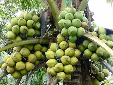 Cumple estándares internacionales zona de cultivo de coco orgánico vietnamita ảnh 1
