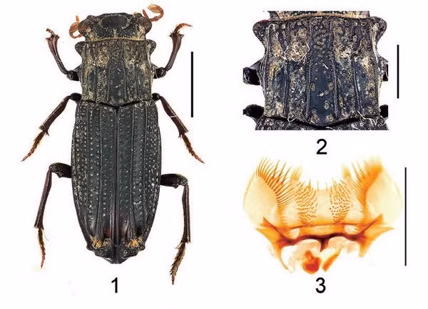 Descubren nuevas especies de insectos en Vietnam ảnh 1 Descubren nuevas especies de insectos en Vietnam ảnh 1