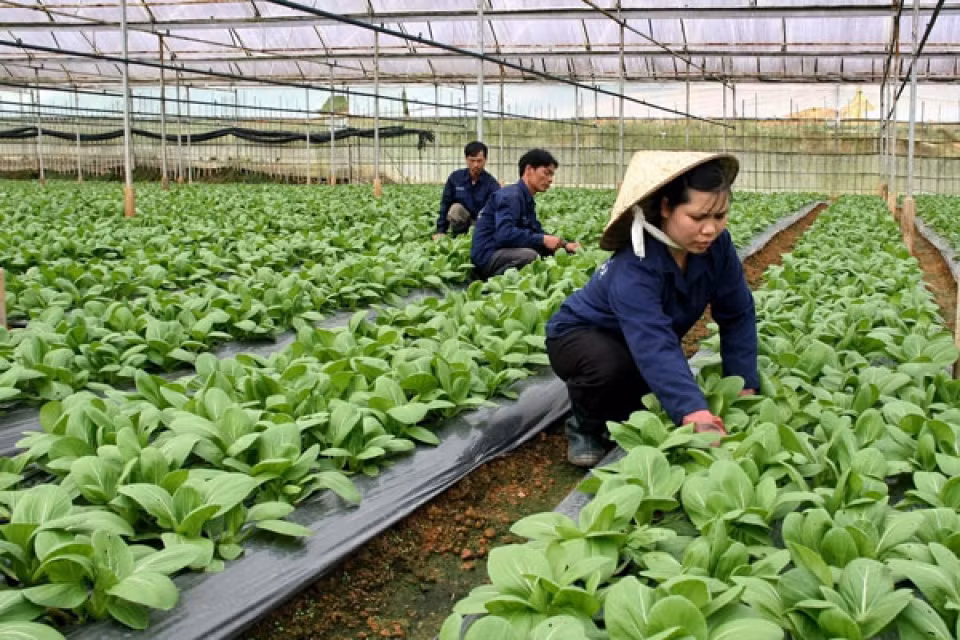 Hanoi promueve inversiones en proyectos agrícolas ảnh 1