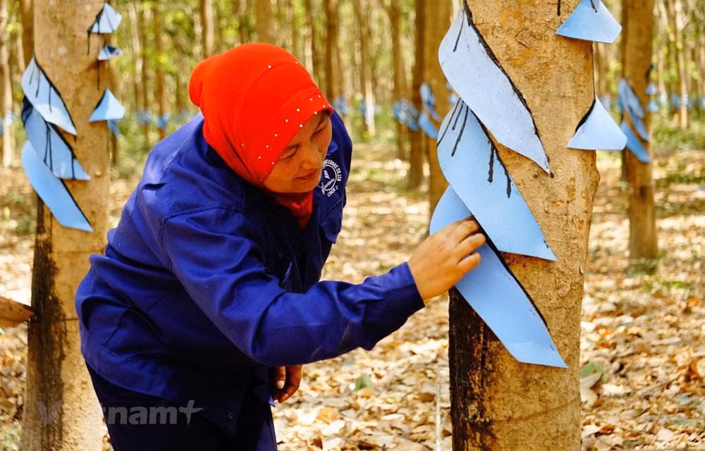 Crecen exportaciones de caucho natural de Camboya pese a crisis del COVID-19 ảnh 1 Crecen exportaciones de caucho natural de Camboya pese a crisis del COVID-19 ảnh 1