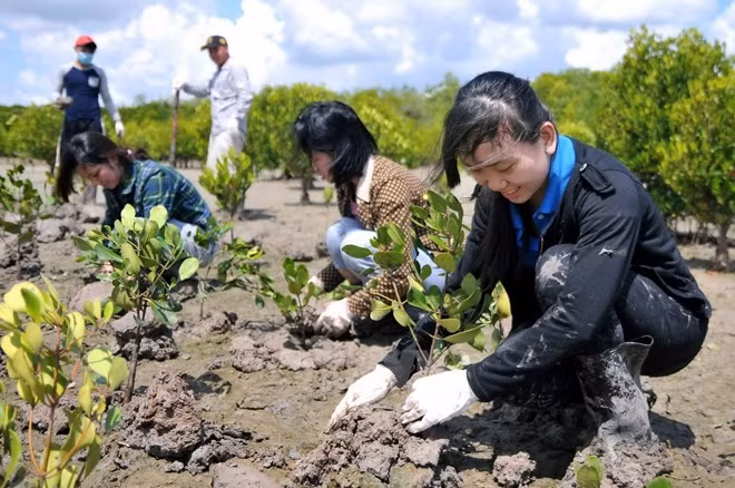 Vietnam ampliará cobertura forestal en 2016 ảnh 1 Vietnam ampliará cobertura forestal en 2016 ảnh 1