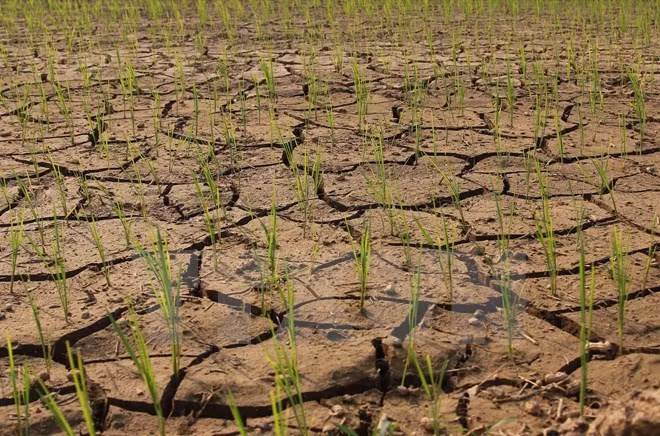 Producción de arroz en Sudeste Asia sufre impactos por El Nino ảnh 1